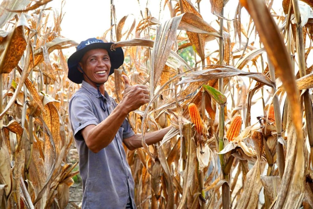 Bapanas dan Bulog Salurkan 250 Ton Jagung Pakan untuk Peternak Unggas di Magetan
